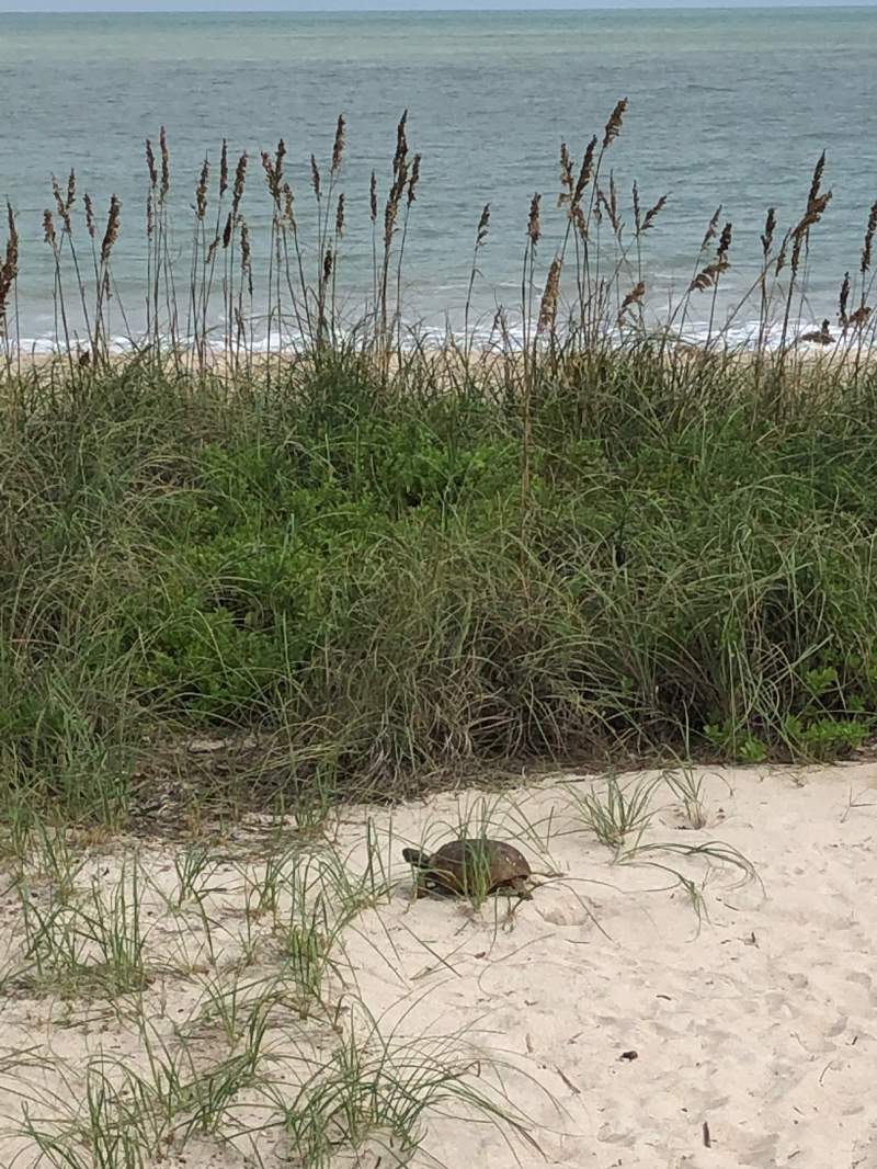 Turtle at the beach